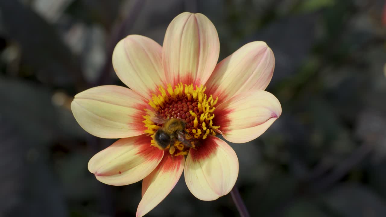 Bee lands on dahlia flower, collecting pollen in soft daylight, steady close-up shot