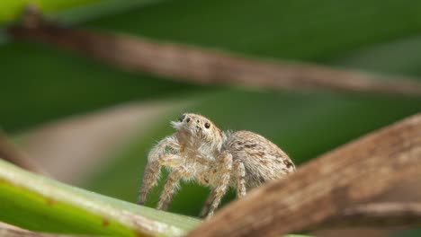 female peacock spider rejects male and hops away