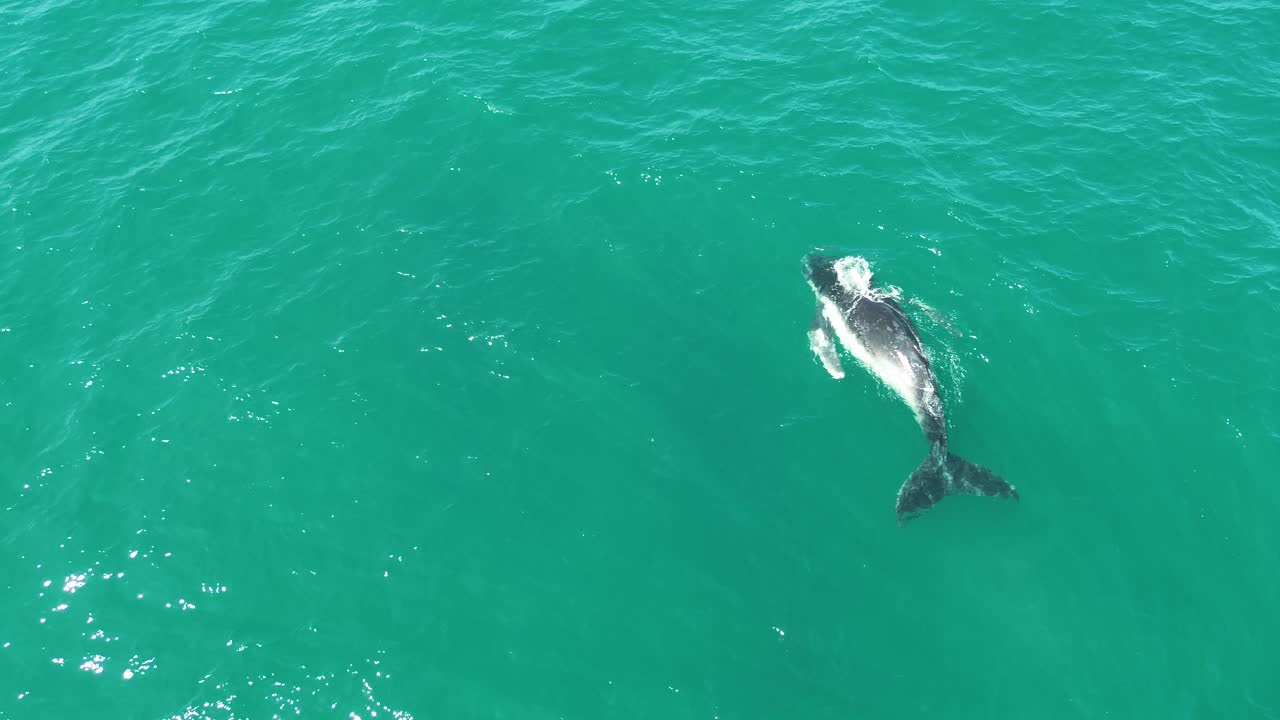 An incredible aerial shot of a young whale surfacing in the waters of Noosa National Park, Queensland, showcasing its graceful movement.
