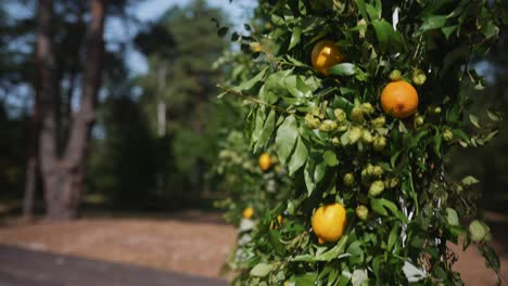 Lemon Wedding Arch Decor in Forest