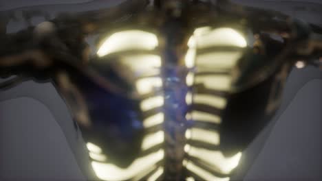Human-Body-with-Visible-Lungs