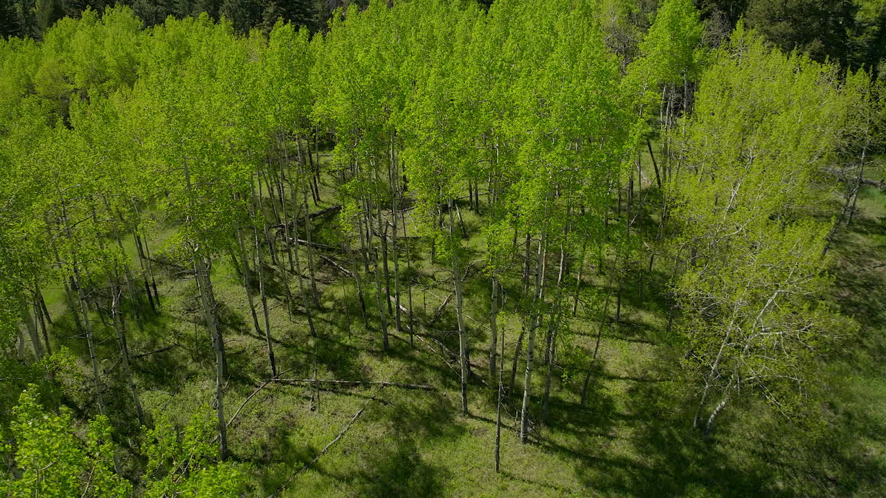 Aspen Tree spring yellow purple flower in Colorado forest cinematic aerial drone lush green grass after rain daytime peaceful Rocky mountain hiking trails Denver Evergreen Conifer circle left top down