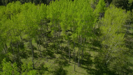 Aspen-Tree-spring-yellow-purple-flower-in-Colorado-forest-cinematic-aerial-drone-lush-green-grass-after-rain-daytime-peaceful-Rocky-mountain-hiking-trails-Denver-Evergreen-Conifer-circle-left-top-down