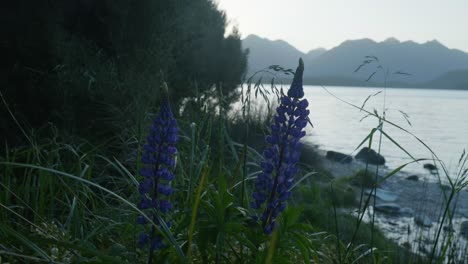 lupins dancing in the wind against a stunning sunset backdrop behind majestic mountains