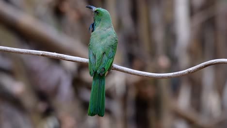 el abejaruco de barba azul se encuentra en la península de malaya, incluida tailandia, en claros de bosques particulares