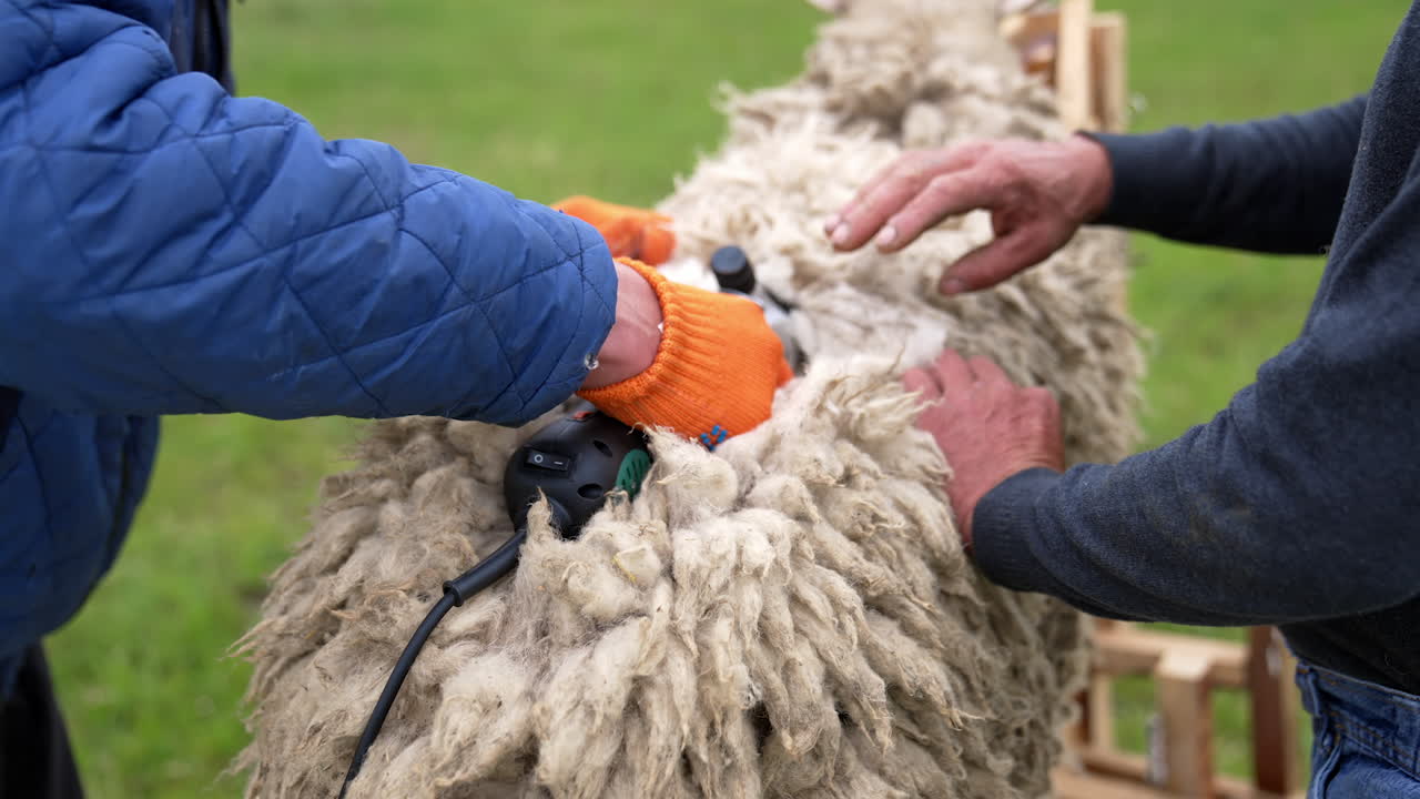 Man shearer shearing sheep. Process by which wool fleece of a sheep is cut off. Electric professional sheep manual hair clipper.