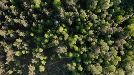 Cinematic-Forest-Trees-Drone-Aerial-Top-Down