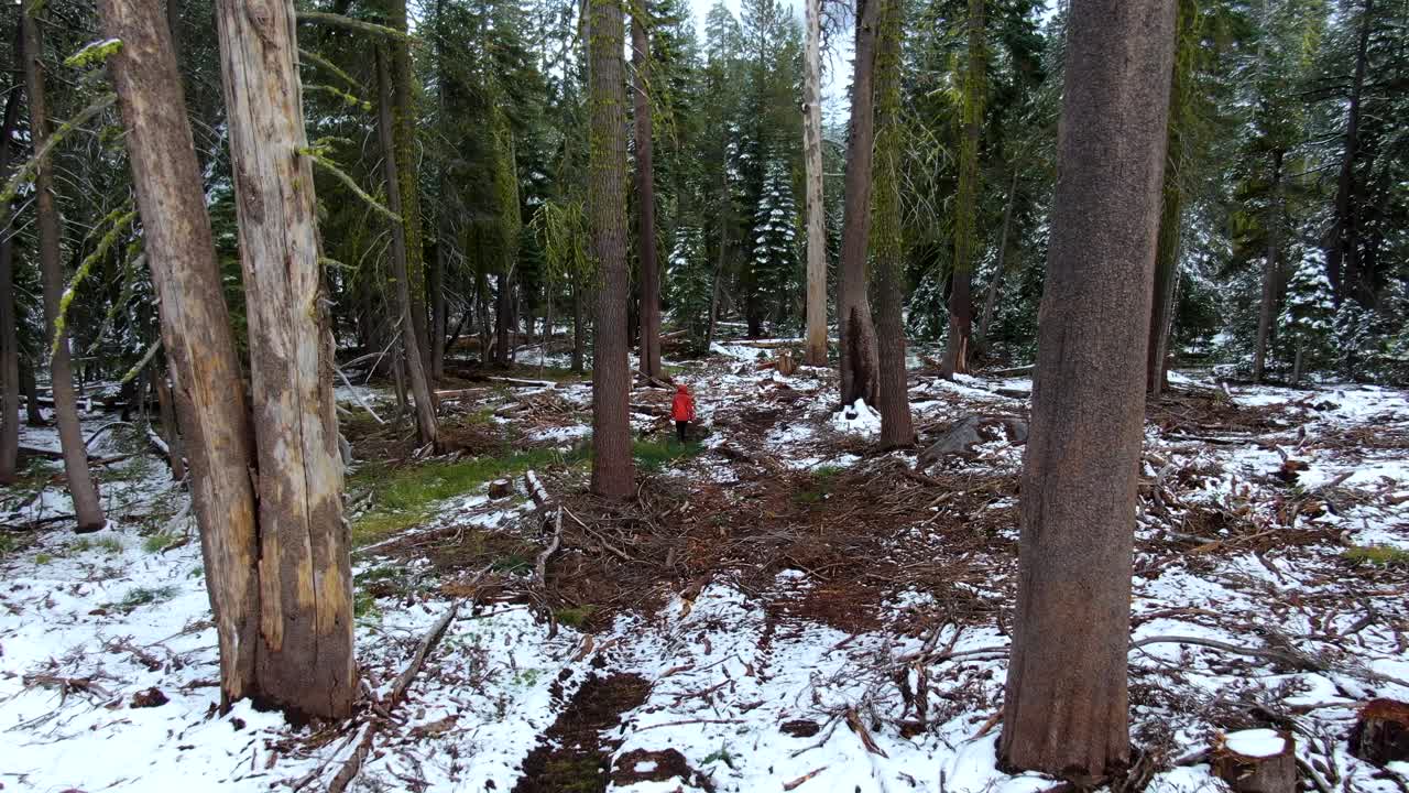 женщина осторожно идет в глубь леса с большими елями в холодный зимний день со снегом