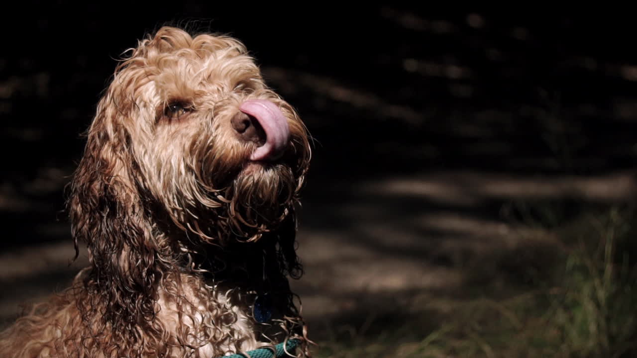 Cockapoo dog licks lips and looks around forrest in slow motion