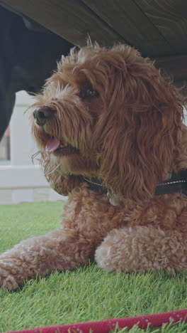 adorable perro cavapoo al aire libre relajándose en vertical