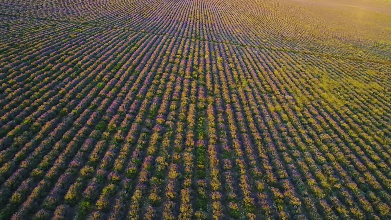 campo de lavanda visto desde el aire