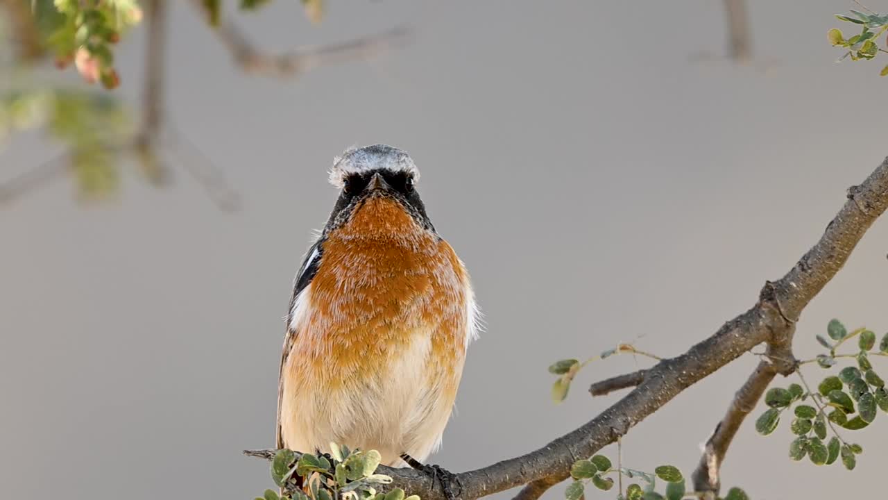 Foto naturalistica autentica incentrata sul Codirosso dal dorso rossiccio, che illustra la sua caratteristica postura eretta e il suo comportamento attento.