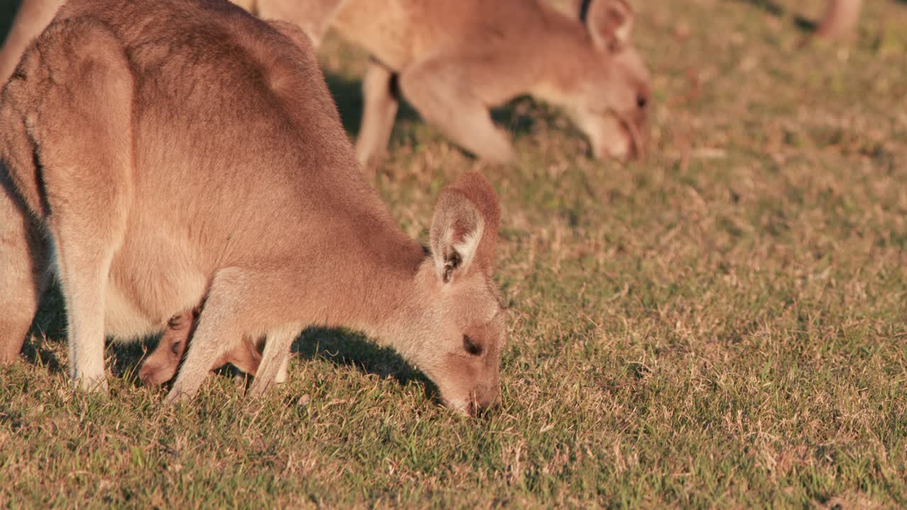 Adult kangaroo and joey graze peacefully in a sunlit Australian field, captured with warm natural lighting and steady, close-up camera framing
