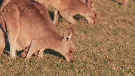 adult kangaroo and joey graze peacefully in a sunlit australian field, captured with warm natural lighting and steady, close-up camera framing