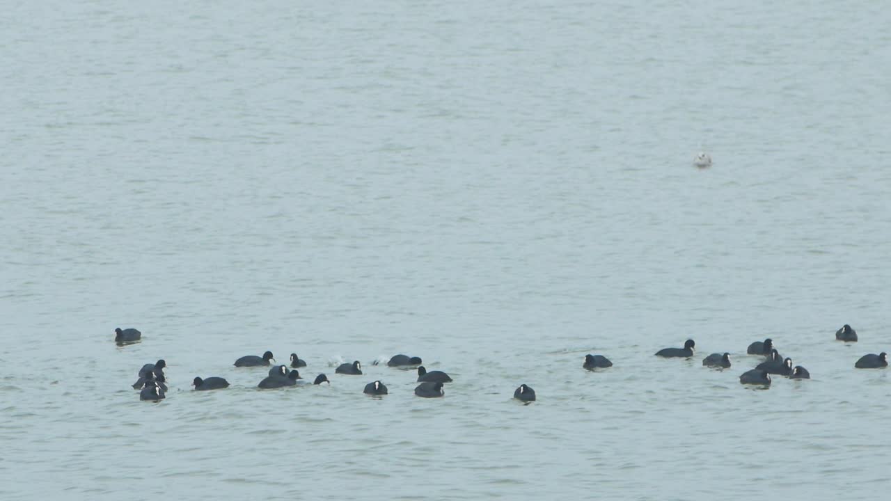 rebaño de focha euroasiática nadando en el agua y buscando comida, día nublado, tiro lejano