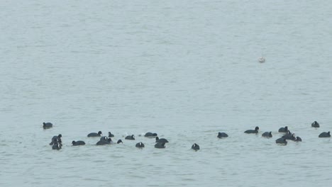 Eurasian-coot-flock-swimming-in-the-water-and-looking-for-food,-overcast-day,-distant-shot