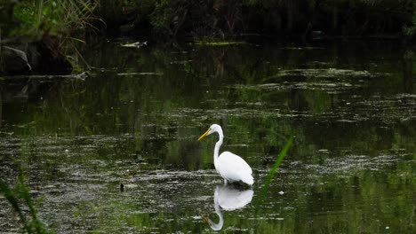 Reiher-Zu-Fuß-In-Einem-Teich-Auf-Der-Suche-Nach-Nahrung