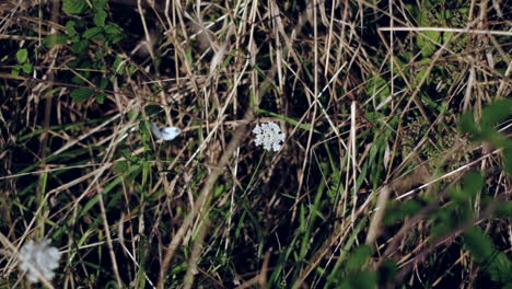 mariposa blanca en medio de las flores silvestres