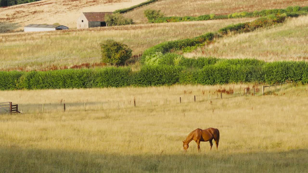 Cavallo marrone solitario in un campo con siepi e fienili storici con recinzioni