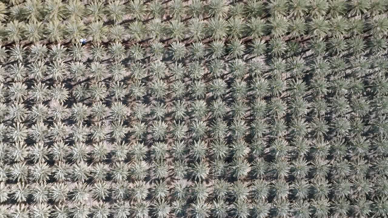 캘리포니아 코라에 있는 대형 나무 유치원.