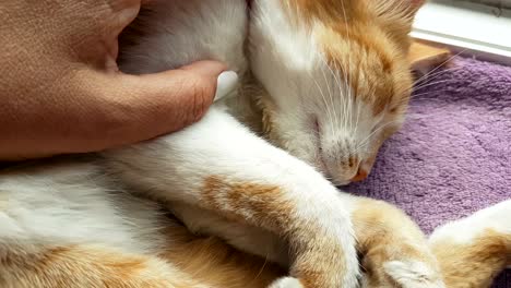 happy red cat kitten likes being stroked by woman's hand.