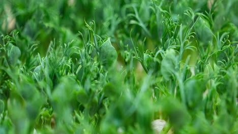 Brotes-De-Plantas-De-Guisantes-Micro-Greens-Creciente-Lapso-De-Tiempo