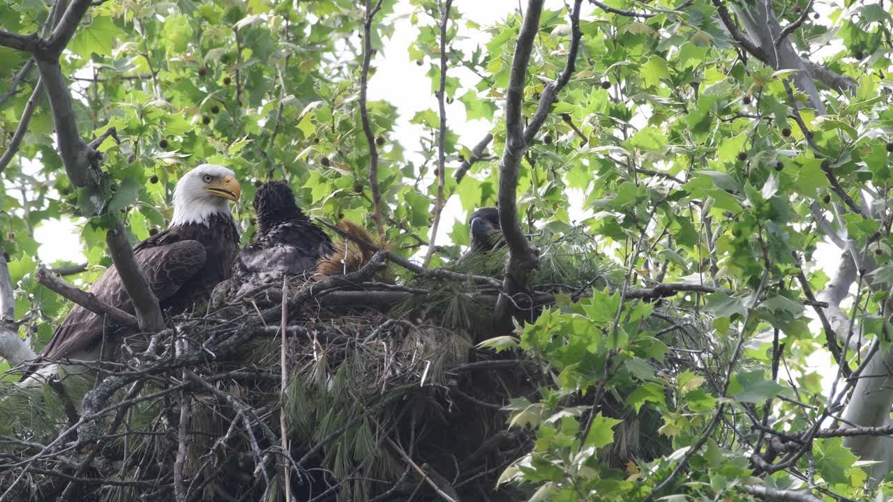 Male parent bald eagle with one eaglet panting on a hot humid day