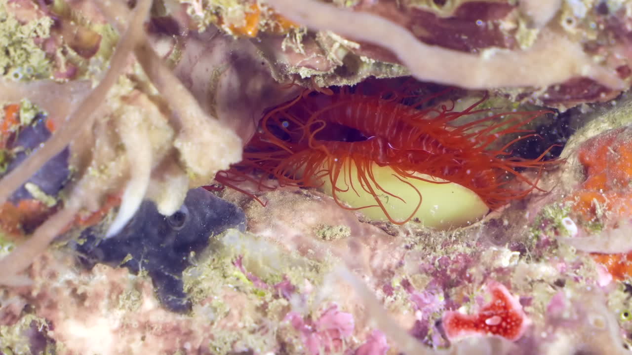 Underwater view of Electric File Clam (Ctenoides ales). A close-up of red colored clam with electrical beams.