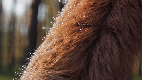 close up of wet animal fur