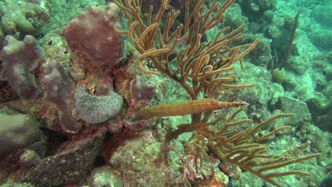 trumpetfish in the corals