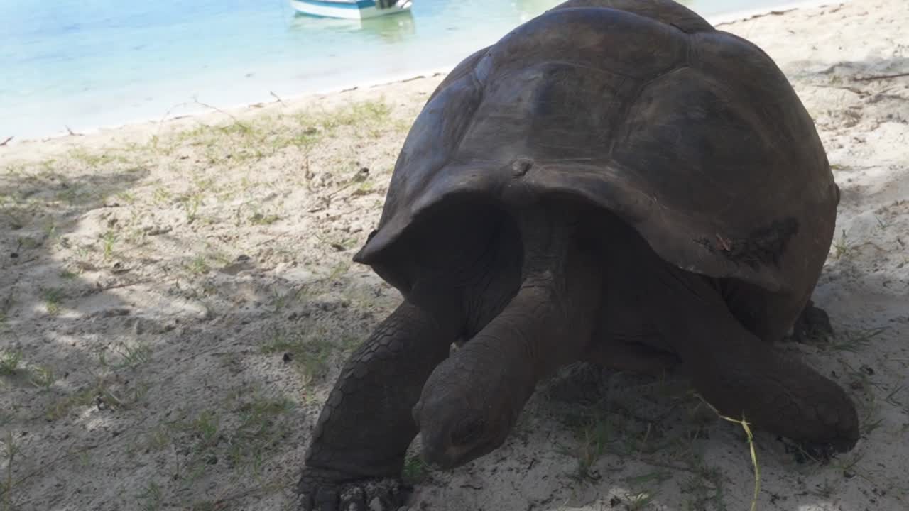 Tartaruga gigante che cammina su una spiaggia sabbiosa con barche vicino all'oceano