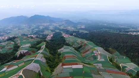 tropical plantations in indonesia, fields rolling landscape aerial panorama