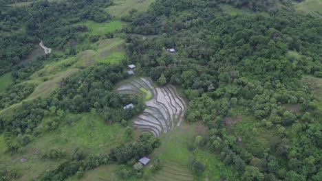 Rice-paddies-surround-by-lush-green-trees-at-Sumba-island-Indonesia,-aerial