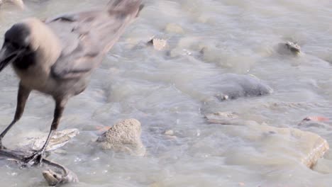 Cuervo-Sentado-Y-Salta-Sobre-Una-Roca-En-Una-Playa-Contaminada-Water_carter-Road-Bandra