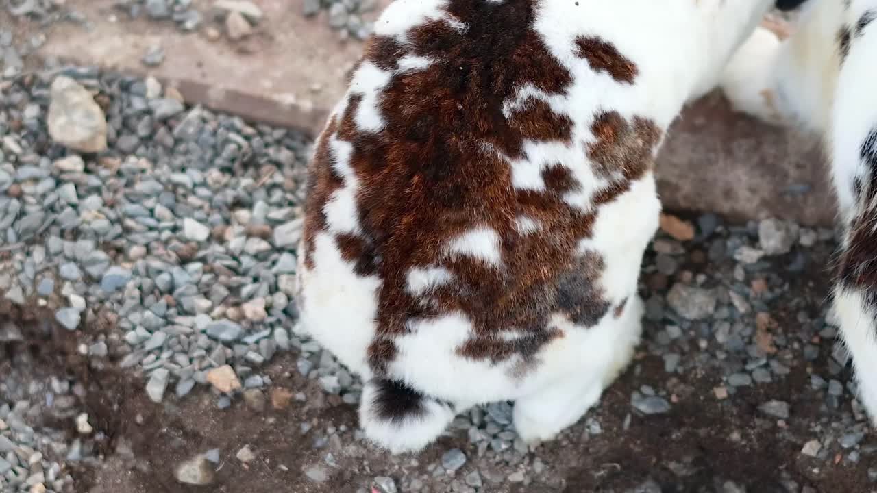 A group of spotted rabbits interact closely on a gravel surface, showcasing their social behavior and curiosity.