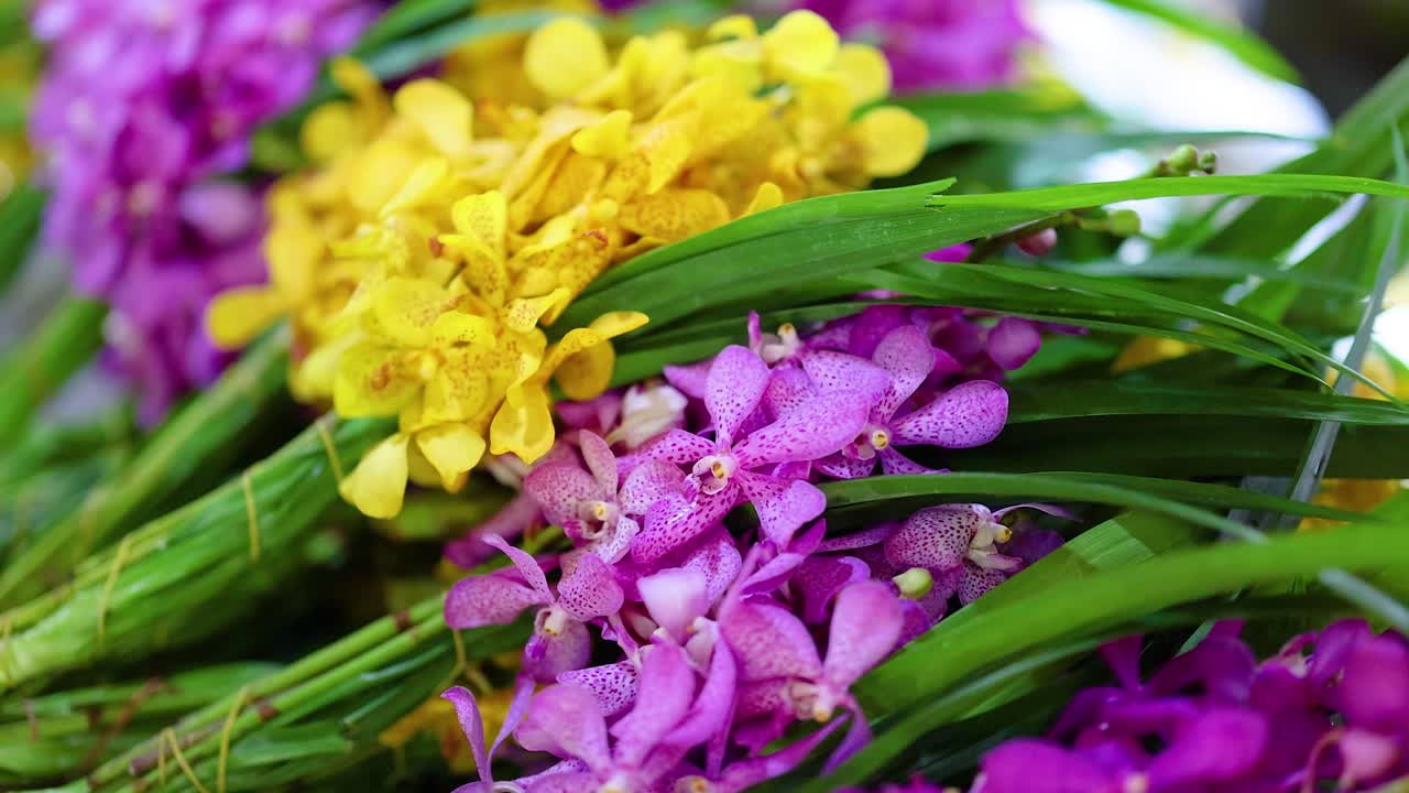 롱 라트 마요름 에서 활기찬 오키디아 를 전시 하고 있다