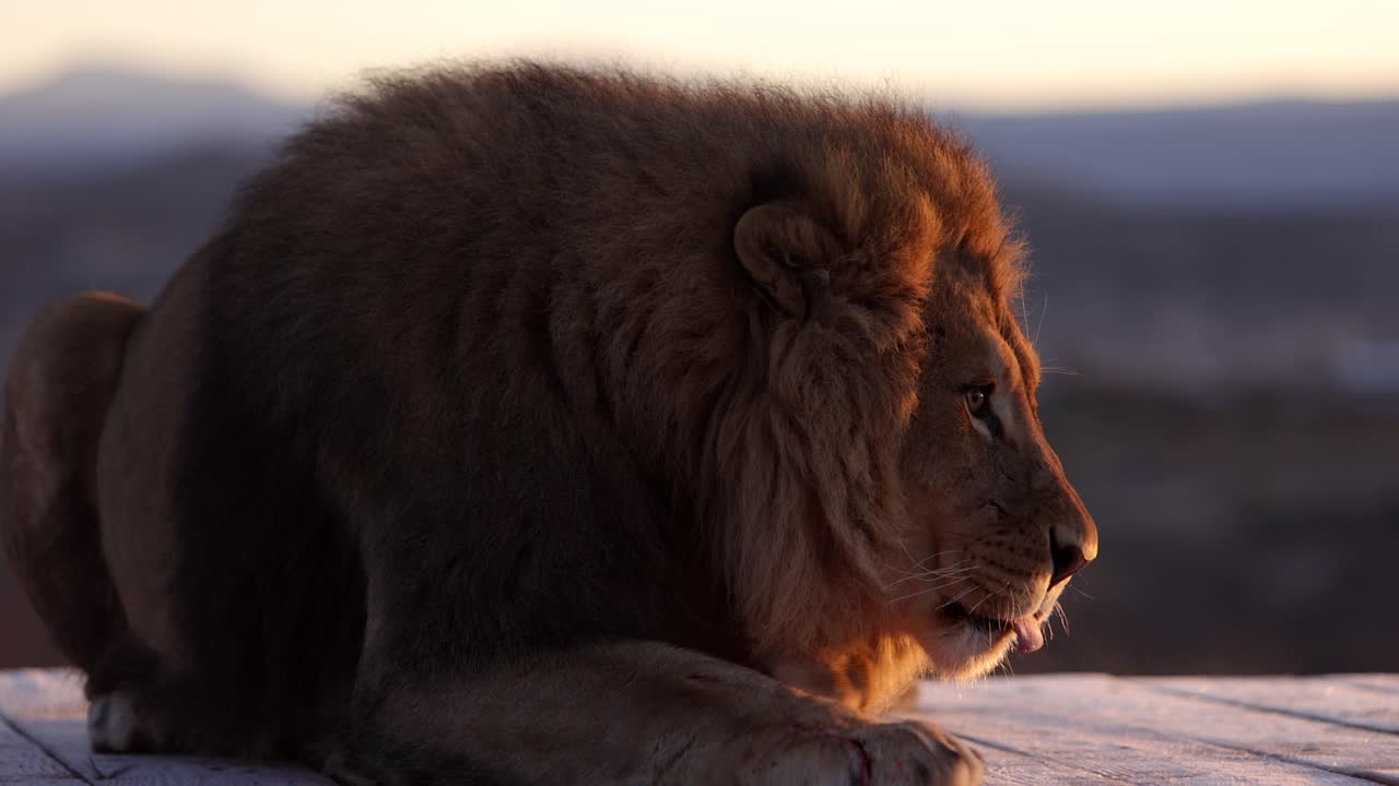 león terminando la comida en el frío sol de la mañana mientras la helada vuela en slomo