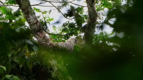 La-Cámara-Hace-Zoom-Mientras-Esta-águila-Mira-Hacia-La-Derecha,-águila-Filipina-Pithecophaga-Jefferyi,-Filipinas