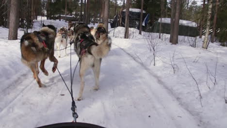 sled dogs pull through a snowy forest in a husky safari adventure