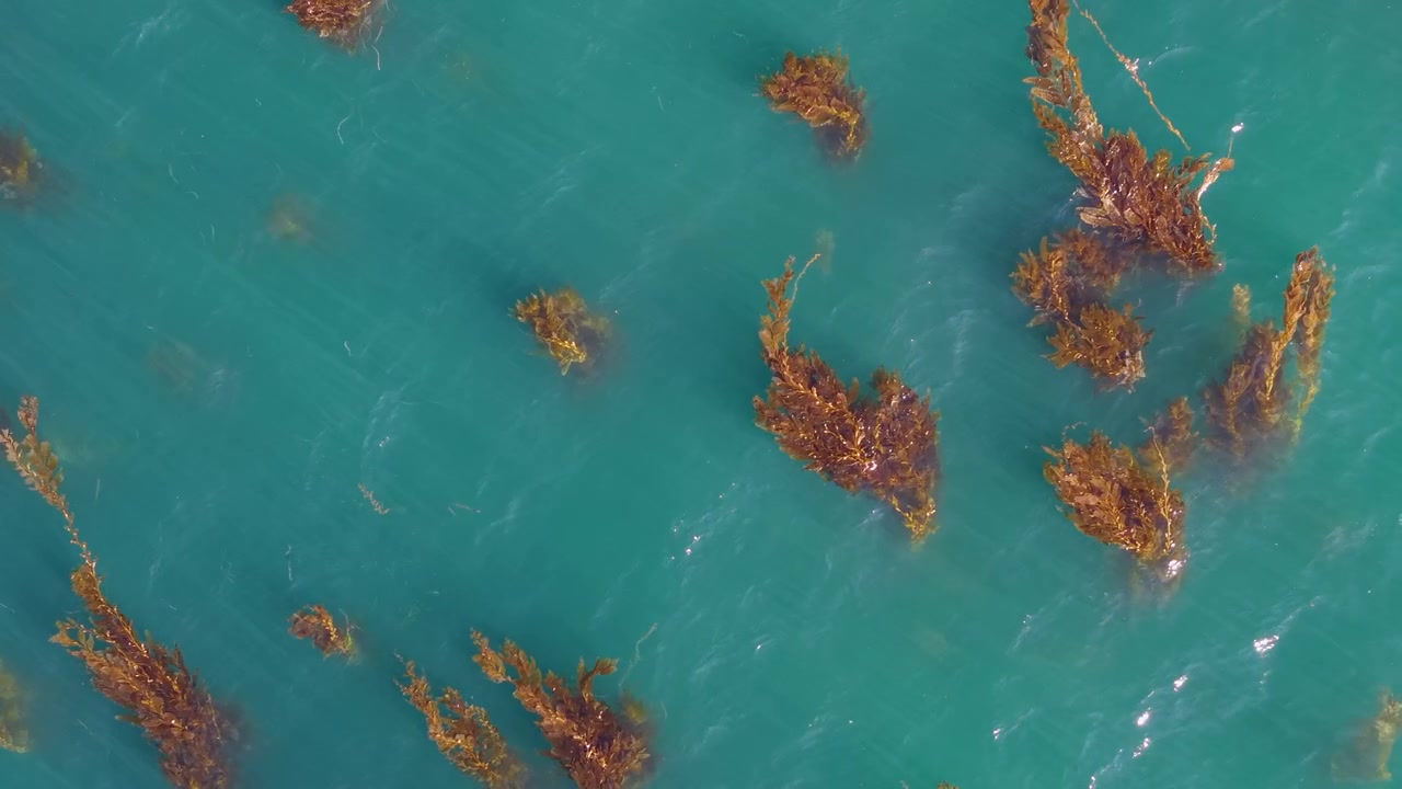 Foresta di kelp vista dall'alto nell'Oceano Pacifico della California.