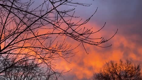 Einzelne-Zweige-Ohne-Blätter-Vor-Einem-Hellen,-Aufregenden-Sonnenuntergang-Mit-Orangefarbenen-Wolken