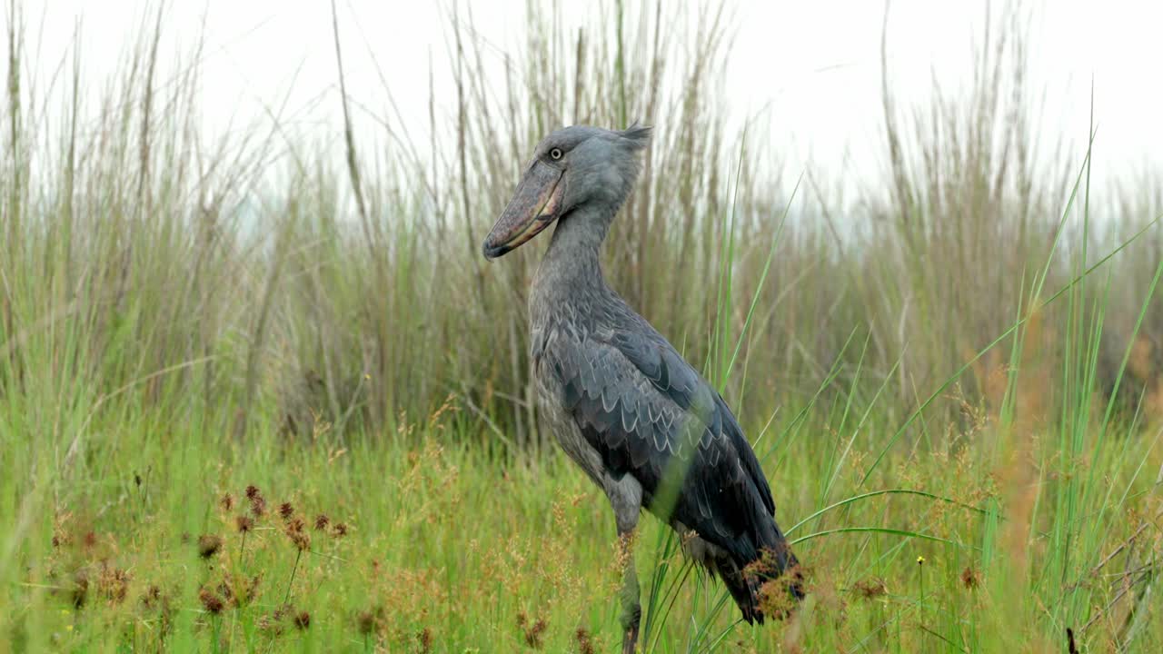 Raro picozapato en plano completo, inmóvil y acechando intensamente a su presa en la naturaleza. Filmado desde un barco en los pantanos de Entebbe, Uganda, cuerpo entero, de pie y acechando a su presa.