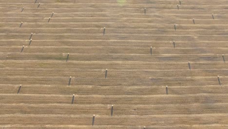 aerial view of a golden agricultural field at sunset with large bales of straw or hay in neat rows and lines in view as drone moves diagonally across the field