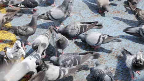 close up flock of pigeons eating a piece of bread