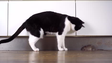 A-black-and-white-cat-investigating-a-brown-rat-lying-still-on-the-kitchen-floor