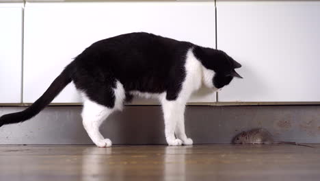 a black and white cat investigating a brown rat lying still on the kitchen floor