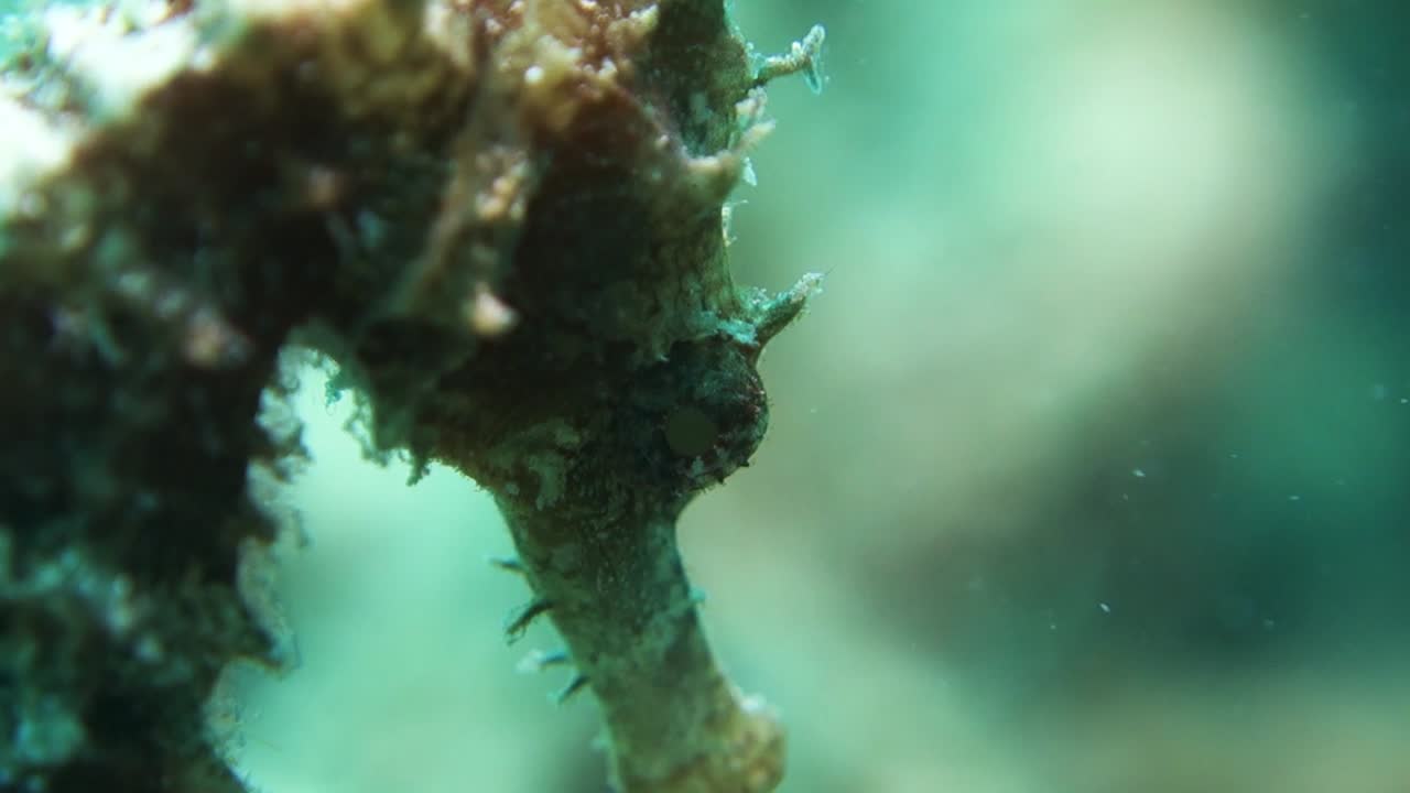 erizo puntiagudo caballito de mar mueve los ojos mira a su alrededor en el arrecife de coral tropical