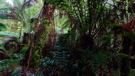 vegetación exuberante a lo largo de un sendero de bosque tropical