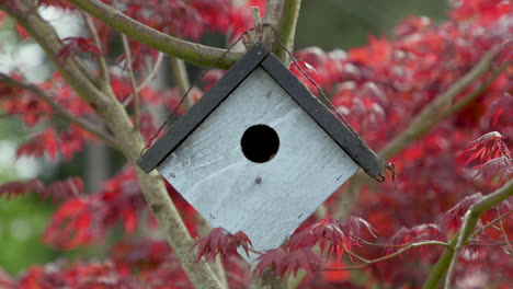 Birdhouse-hanging-on-Japanese-Maple-tree-branch-in-the-breeze