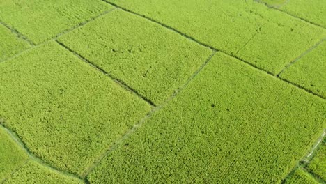 vista aérea de un vasto campo de arroz